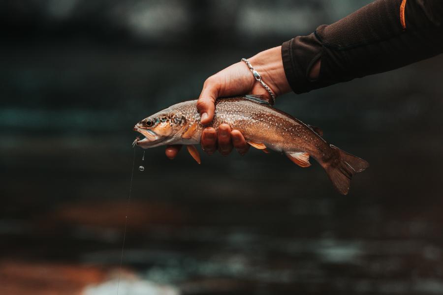 Pesca in Valsesia