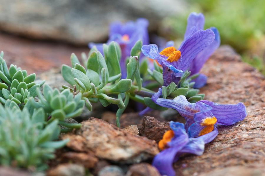 percorso botanico