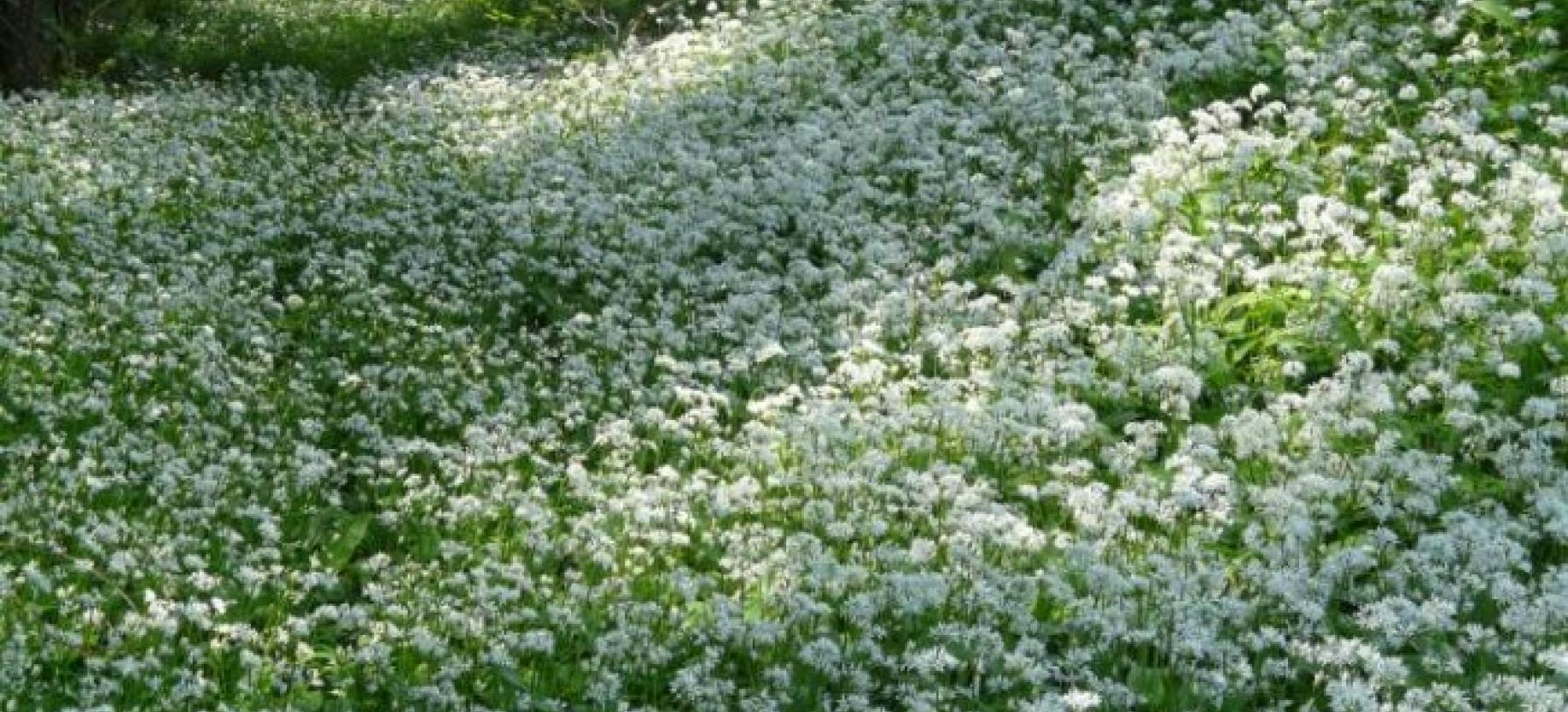 ANNULLATA - Festa dell'aglio orsino