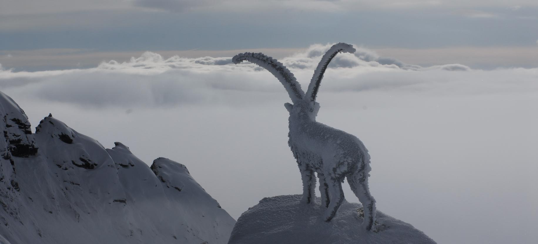 Ibex Passo dei Salati