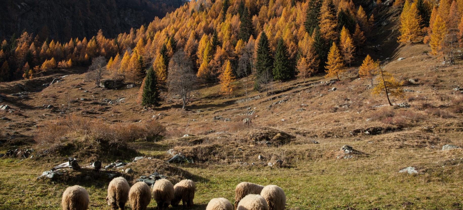 Pascolo autunnale