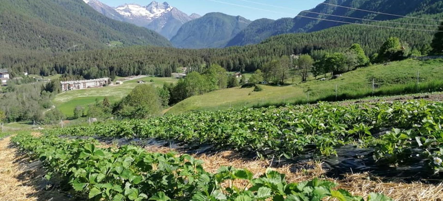 AZIENDA AGRICOLA SAMUELE BECQUET