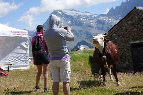 Alpages Ouverts - A full day on a mountain dairy farm