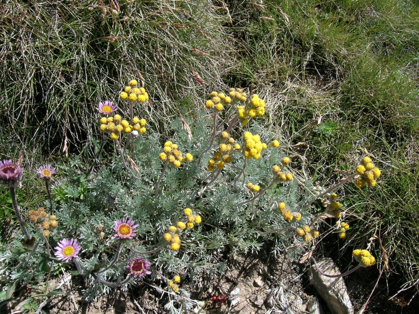 Artemisia - Exhibition of mountain plants and flowers