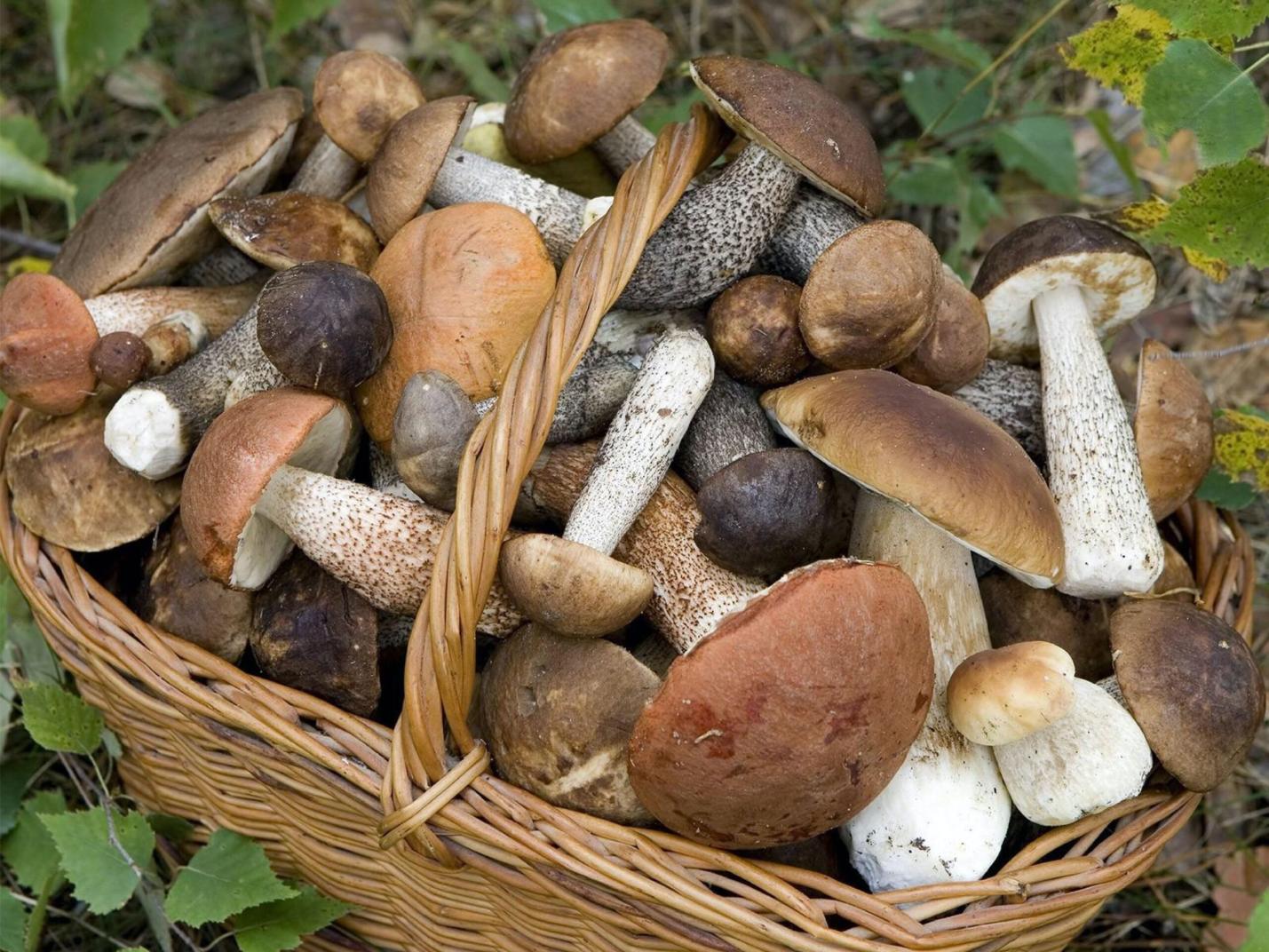 Estate letteraria - Il mondo dei funghi