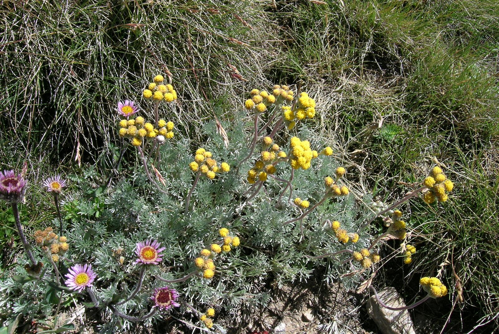 Artemisia - Exhibition of mountain plants and flowers