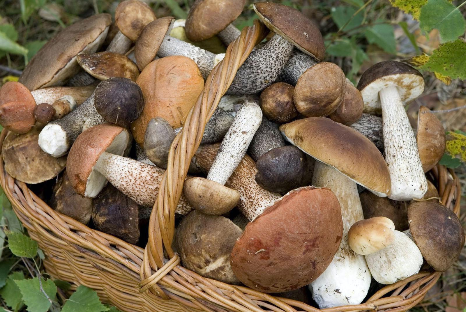 Funghi Estate letteraria - Il mondo dei funghi