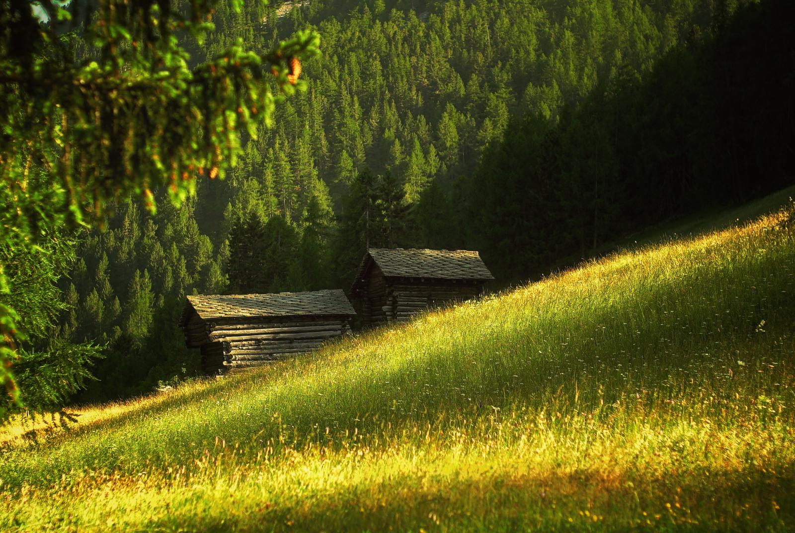 Walser hischer
